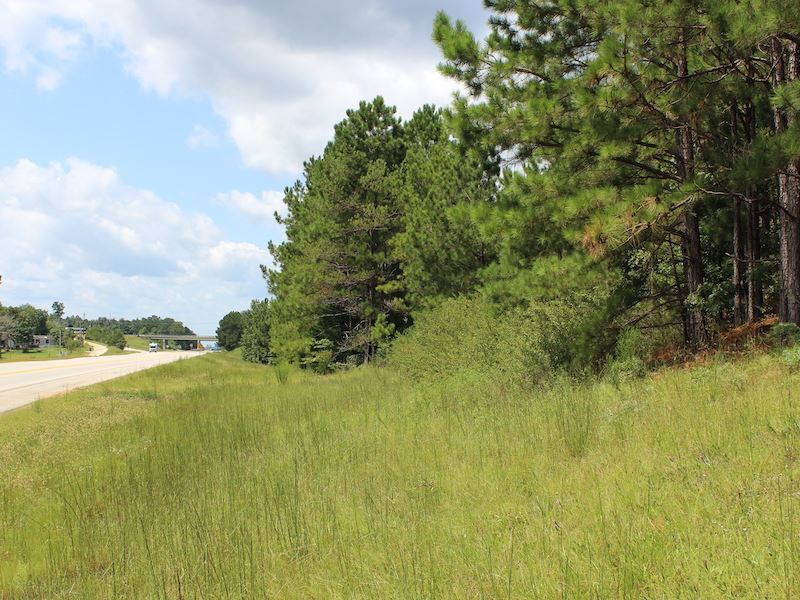 Wooded Homesite Near Auburn : Little Texas : Macon County : Alabama