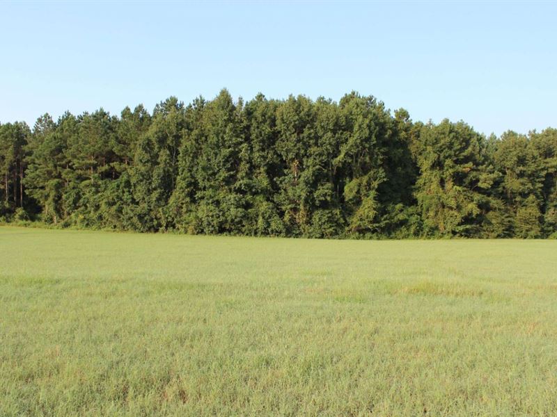 Half Field, Half Timber Near Auburn : Little Texas : Macon County : Alabama
