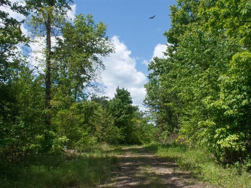 8.28 Acre in Wayne County, KY : Monticello : Wayne County : Kentucky