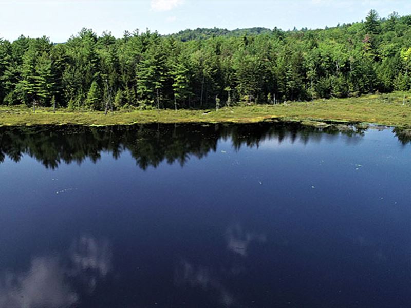 Lily Pond Forest : Alstead : Cheshire County : New Hampshire