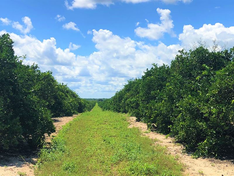 Hicoria Road Groves : Venus : Highlands County : Florida