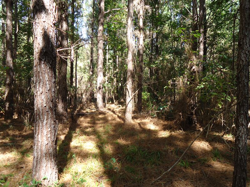 55 Ac Hunting Property Has it All, Farm for Sale by Owner in