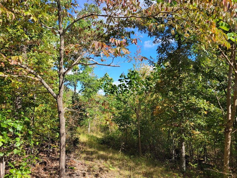 Southern Missouri Land for Sale : Mountain View : Howell County : Missouri