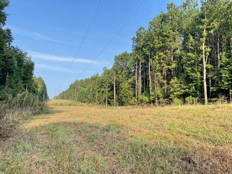 38 Acres Hunting Timberland for Sal : Huttig : Union County : Arkansas