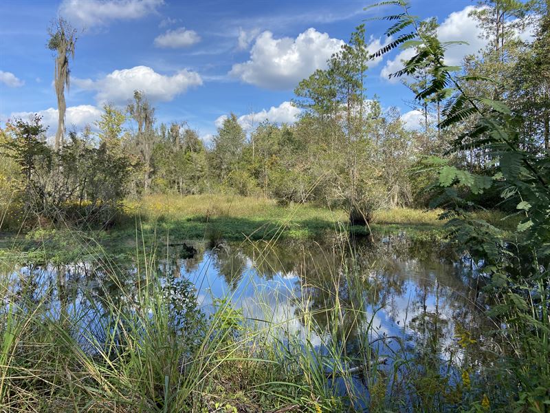 Incredible Potential : Ludowici : Long County : Georgia