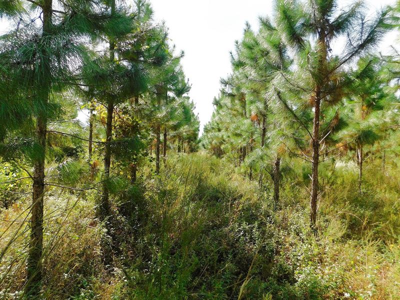 Planted Pine Property on Paved Road : Live Oak : Suwannee County : Florida