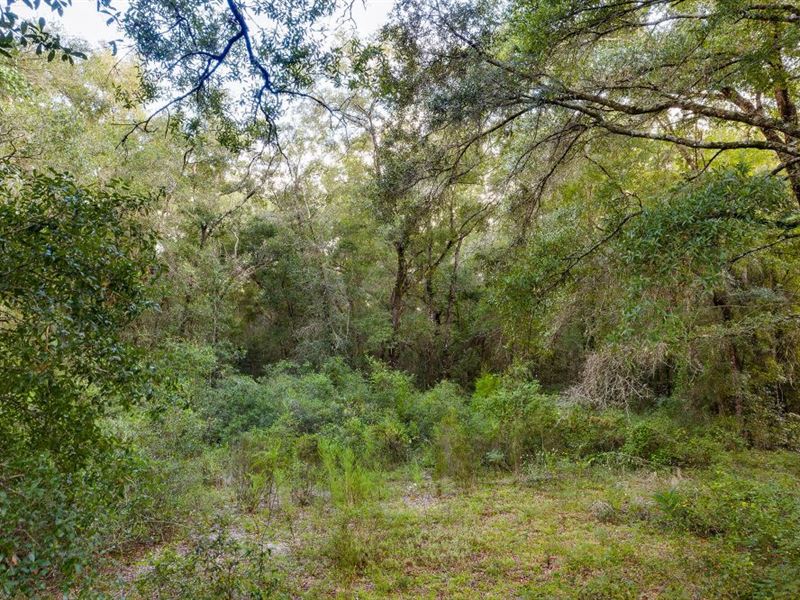11 Heavy Wooded Ac in Levy County : Bronson : Levy County : Florida