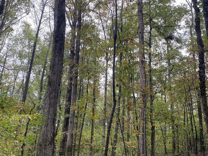 22 Acres in Tallapoosa County : Alexander City : Tallapoosa County : Alabama