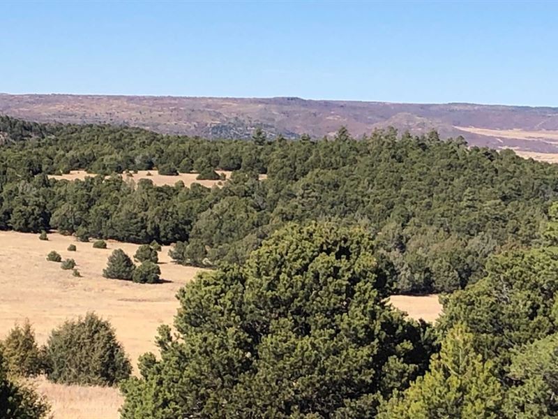 Cornay Ranch, Farm for Sale in New Mexico, 296995 FARMFLIP