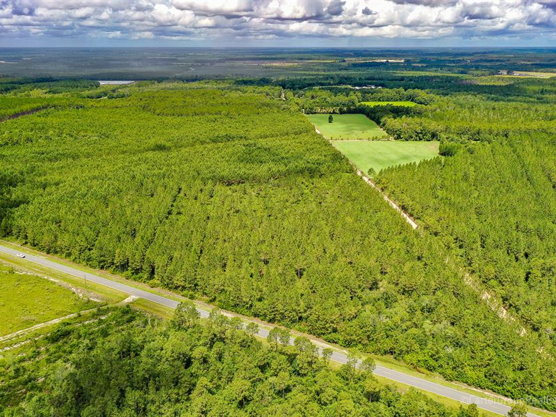Pine Plantation in Appling County : Baxley : Appling County : Georgia