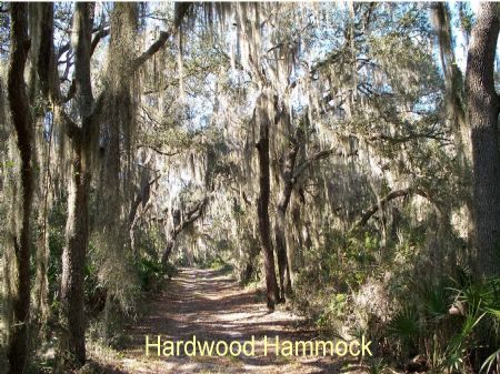 Lochloosa Tract : Lochloosa : Alachua County : Florida