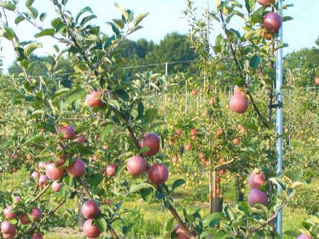 Turn-key Profitable Apple Orchard : Watkins Glen : Schuyler County : New York