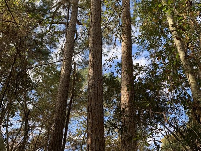 Beautiful 26 Acres with Small Pond : Adel : Cook County : Georgia