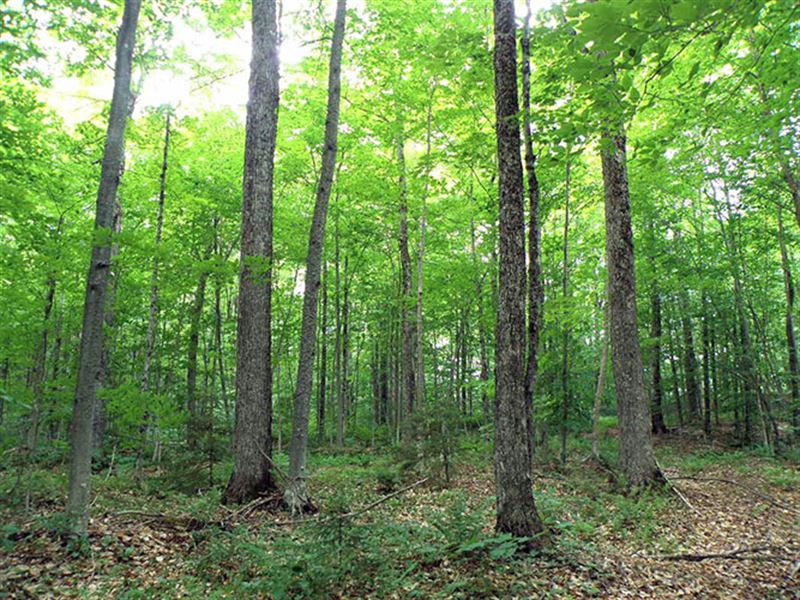 Burbank Forest : Coventry : Orleans County : Vermont