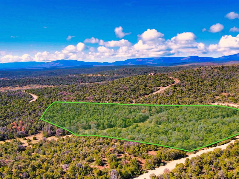 Wooded Acreage with Access & Power : Estancia : Torrance County : New Mexico