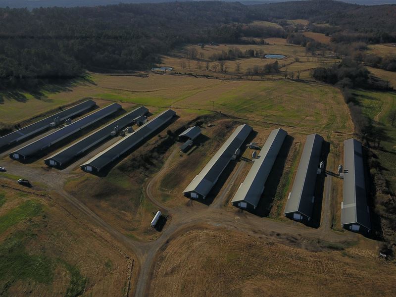 8 House Chicken Farm for Sale : Paris : Logan County : Arkansas