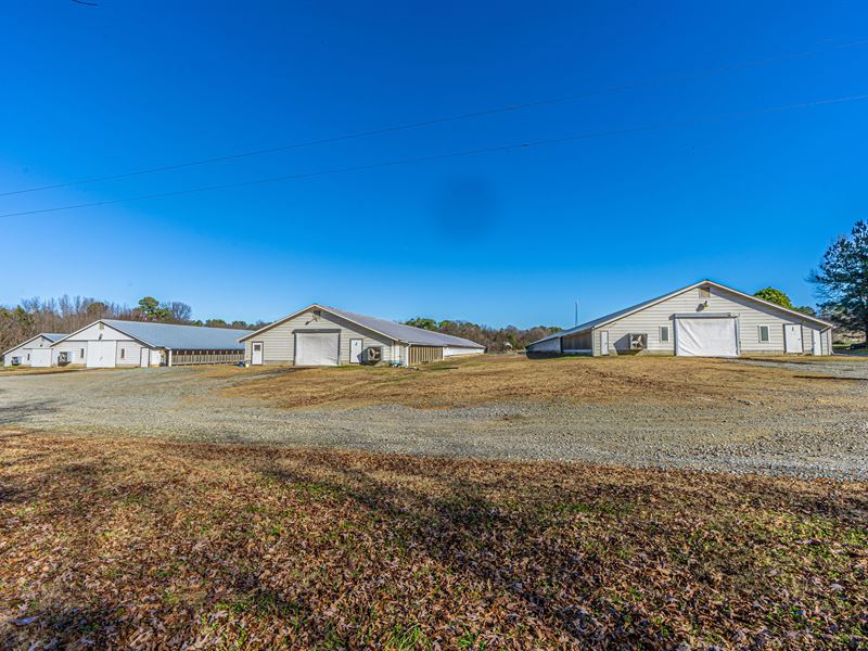 Organic Poultry Farm in Siler City : Siler City : Chatham County : North Carolina
