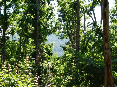 23 Acres : Mountain View : Searcy County : Arkansas