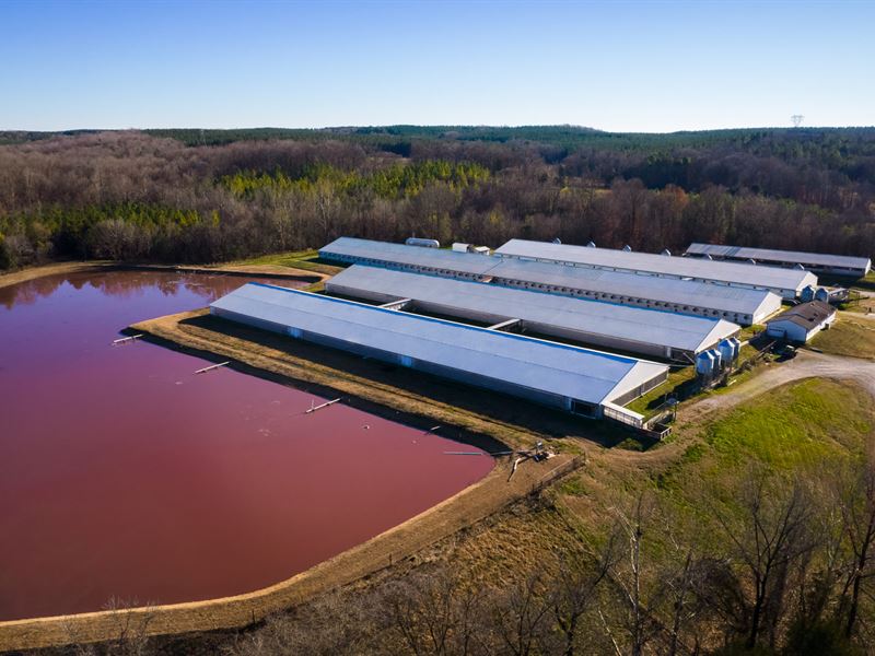 Mauney Commercial Hog & Cow Farm : Sharon : York County : South Carolina
