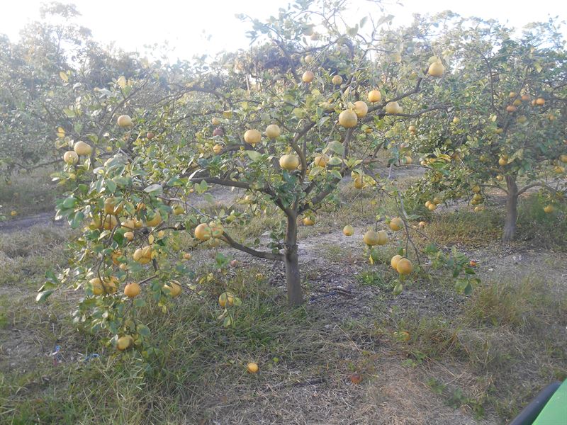 Turn Key Production, Packing Citrus : Labelle : Hendry County : Florida