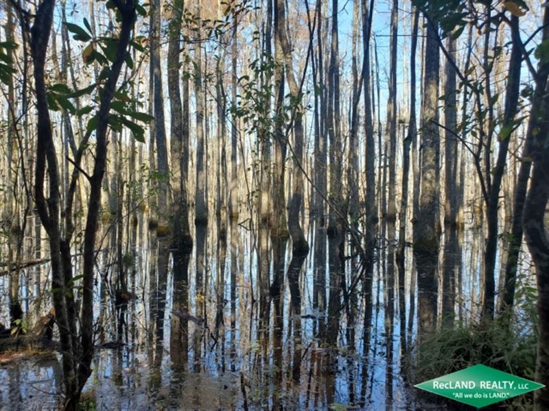 65 Ac, Timberland with Pond and Go : Newton : Newton County : Texas