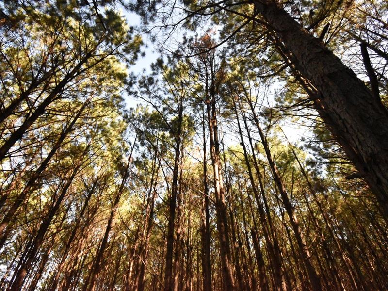 Birdie Nabors Tract : Naborton : De Soto Parish : Louisiana