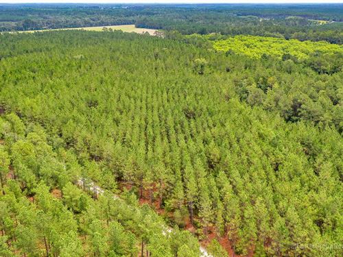 Timberland Investment, Ware County : Waycross : Ware County : Georgia