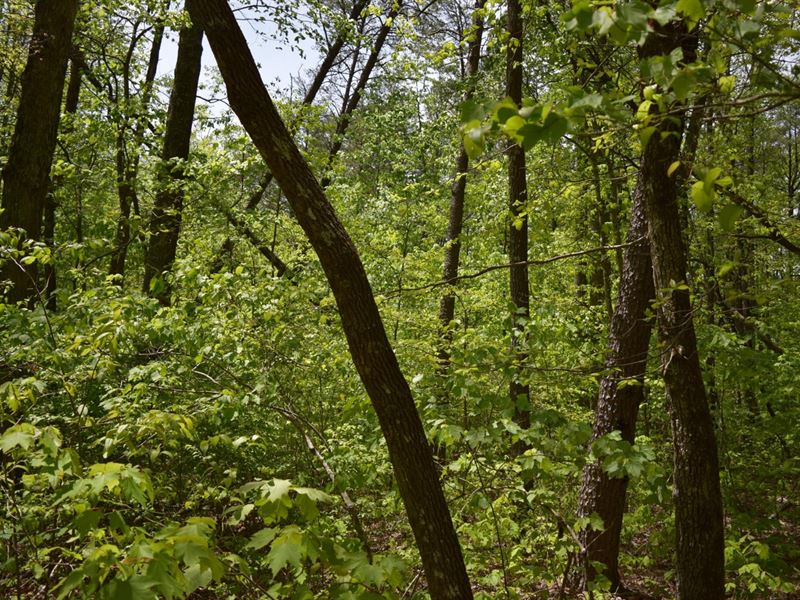 Large Tract of Land : Altamont : Grundy County : Tennessee