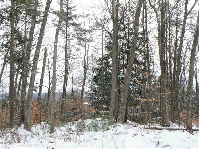 Denio Road Forest : Barnet : Caledonia County : Vermont