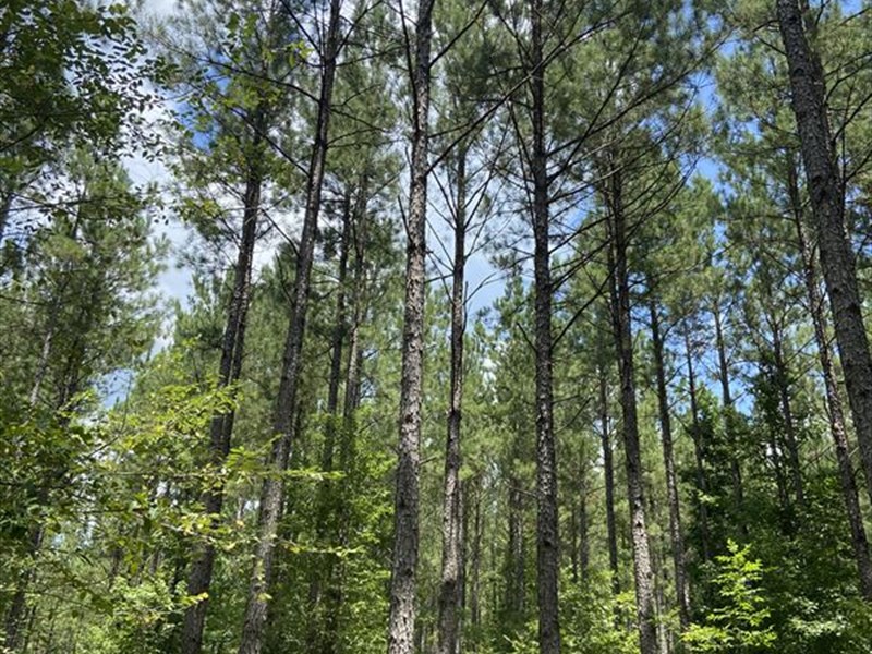 James Lane, Middleton Plantation, Farm for Sale in 302292