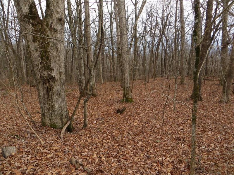 Wooded Lot on Mountain : Spring City : Bledsoe County : Tennessee