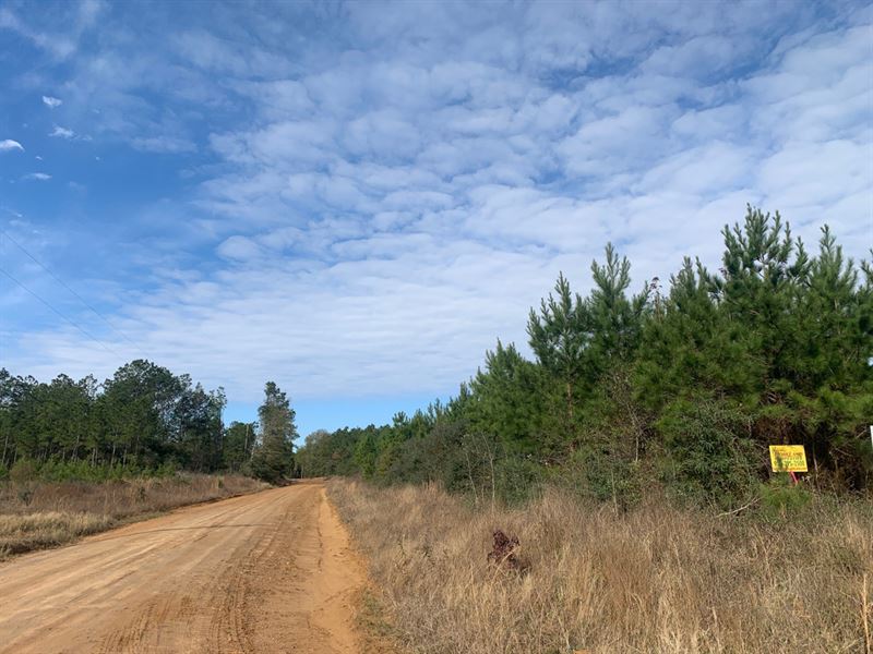 17 Acres, Indian Springs : Livingston : Polk County : Texas