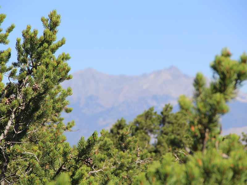 Level Property with Trees and Views : Fort Garland : Costilla County : Colorado