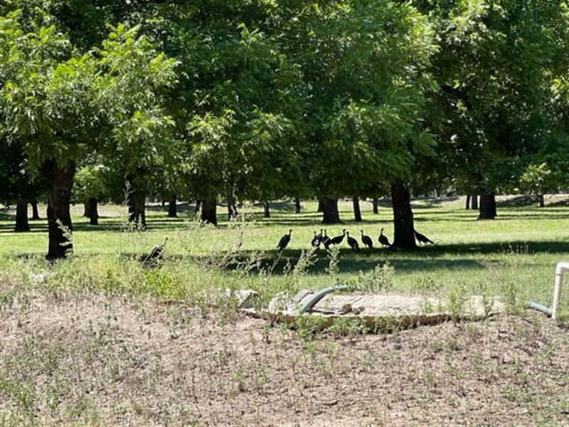 Rare Recreational Llano River Pecan, Farm for Sale in Texas, 303055