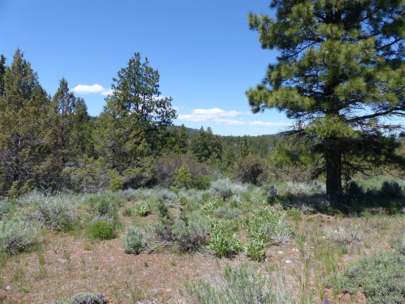 Great Hunting Destination, Farm for Sale in Oregon, 303697 FARMFLIP