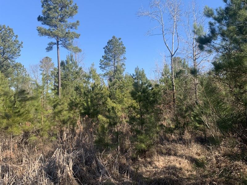 74.2 Acre Timber/Hunting Tract : Whitehall : Jefferson County : Arkansas