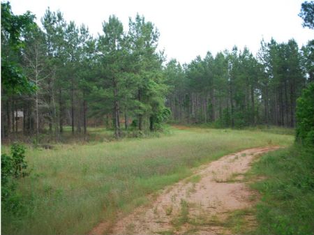 Reedy River Timber Tract : Simpsonville : Greenville County : South Carolina