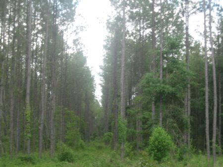 Collins Tract : Midville : Burke County : Georgia