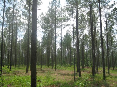 Knight Tract : Midville : Burke County : Georgia