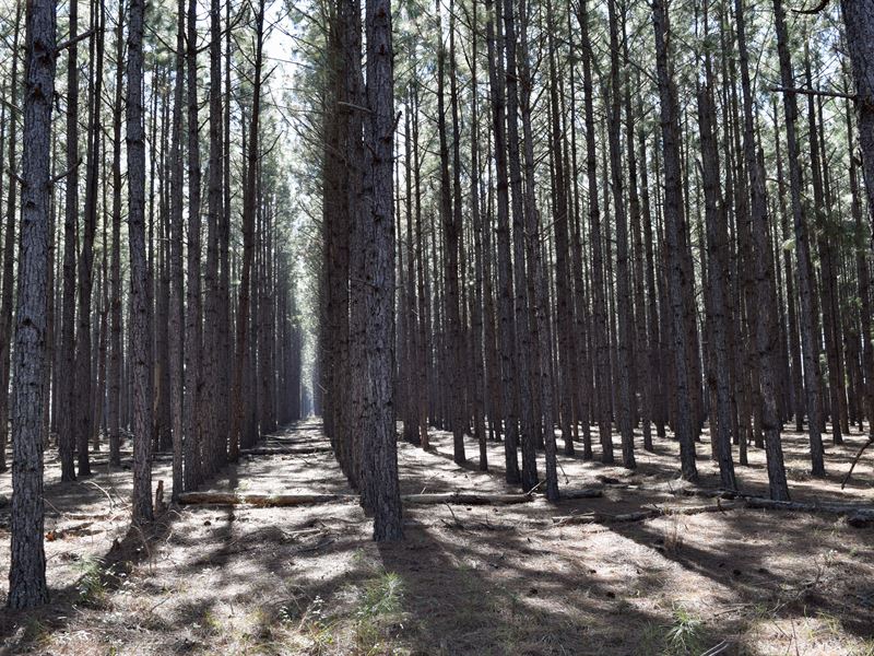 South Crisp County Timber / Hunting : Cordele : Crisp County : Georgia