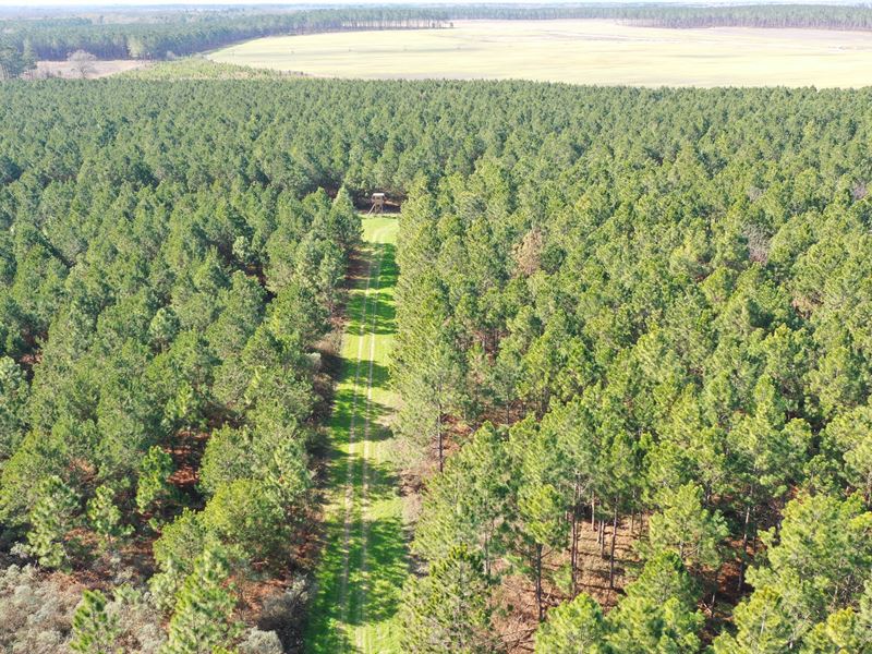 Dooly County Limestone Creek Farm : Vienna : Dooly County : Georgia