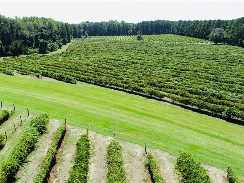 Racehorse Road Vineyard : Sylvania : Screven County : Georgia