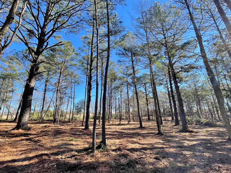 Highway 97 Tract : McDavid : Escambia County : Florida