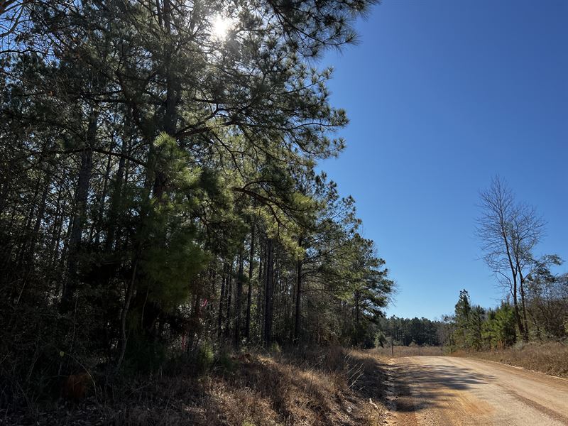 29.3 Ac T-1 Bracewell Cemetery Rd : Livingston : Polk County : Texas