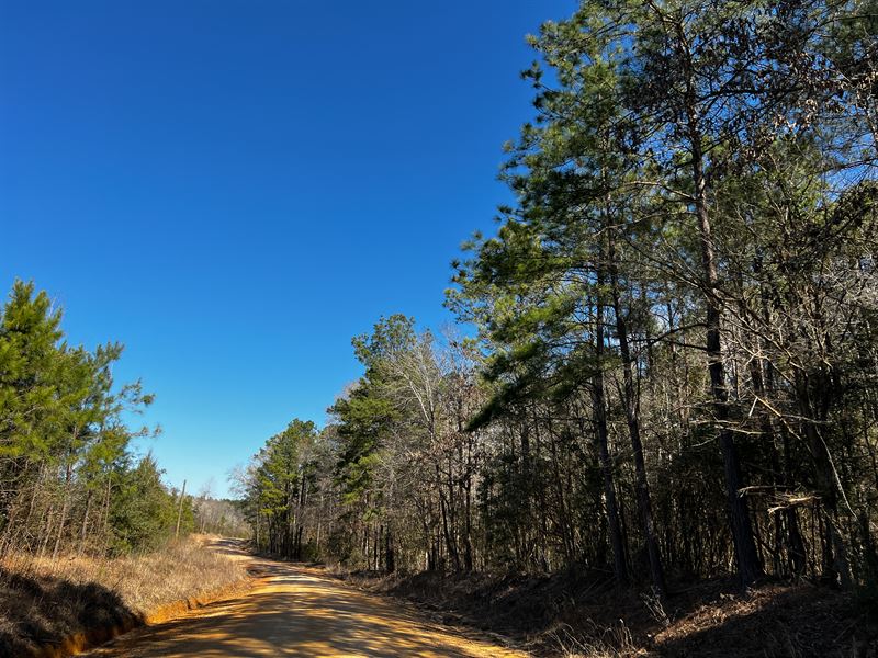 19.7 Ac, T-3 Bracewell Cemetery Rd : Livingston : Polk County : Texas