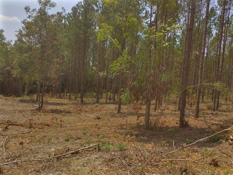 North Coffee County 32 Acres, Farm for Sale in Alabama, 306859 FARMFLIP