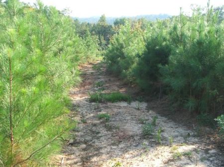 28 Acres Hunting Or Homesite : Marion : Perry County : Alabama