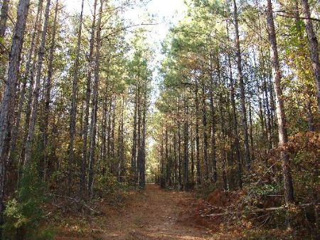 195 Acres in Crenshaw County : Highland Home : Crenshaw County : Alabama