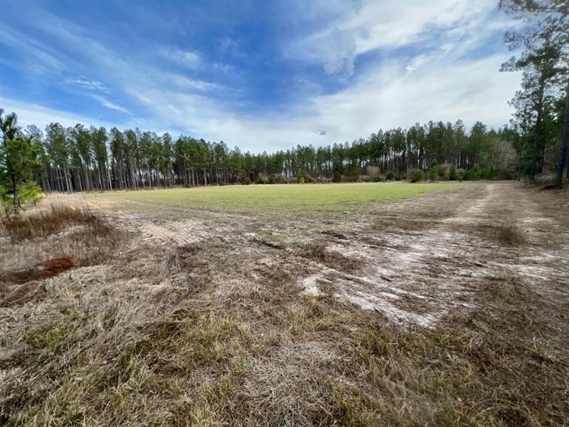 Escambia Creek Hunting Timber : Excel : Conecuh County : Alabama