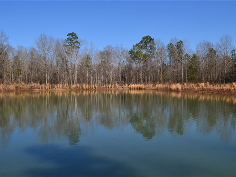Live Oak Pond : Glenwood : Laurens County : Georgia